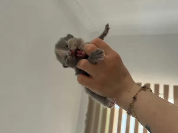 Bebek Kedilerimiz Yeni Yuvasini Ariyor