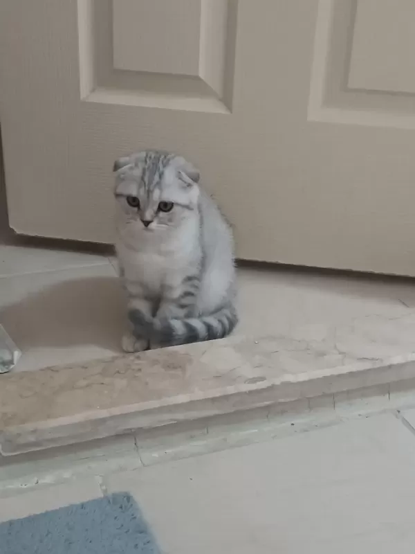 Dünya Tatlisi British Shorthair Yavrularımız