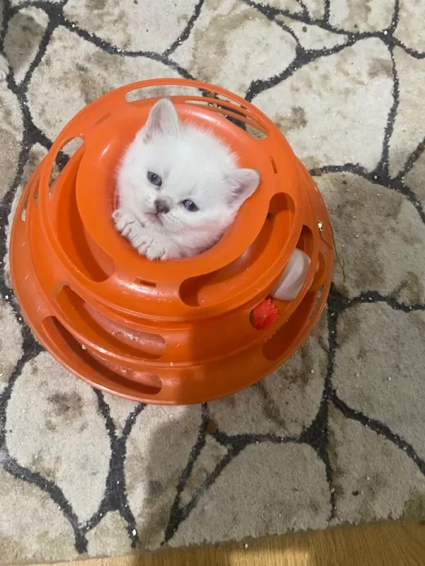 Kar Beyaz Maviş British Shorthair Yavrular