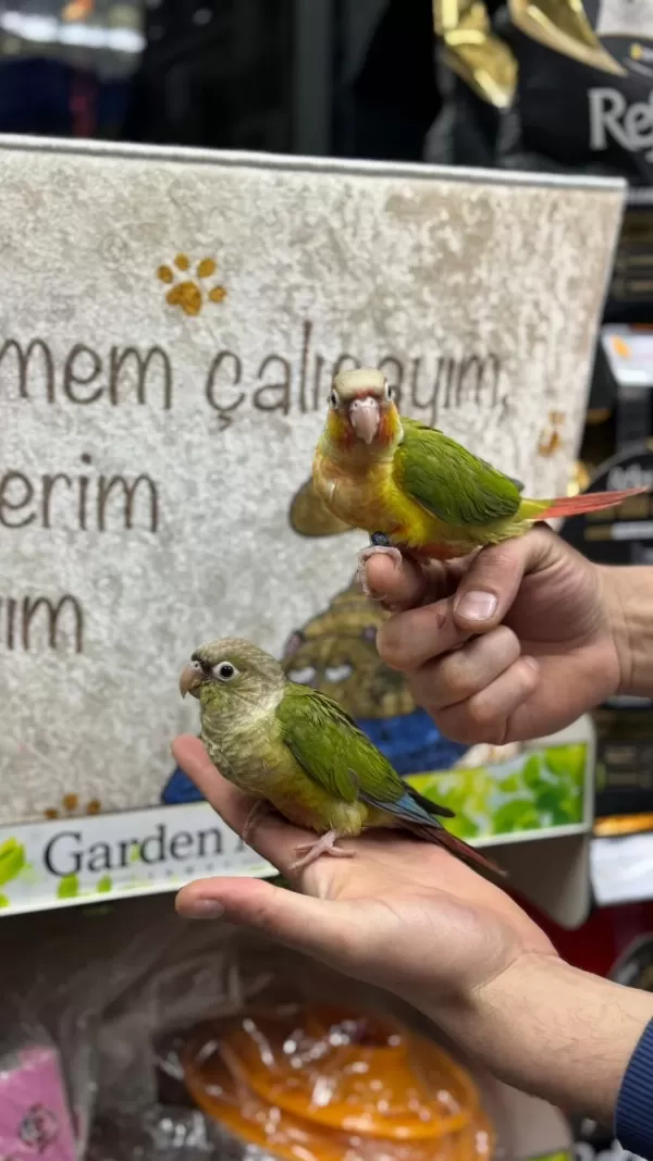 Evcil Konur Papağanlarımız Gönderim Sağlıyoruz