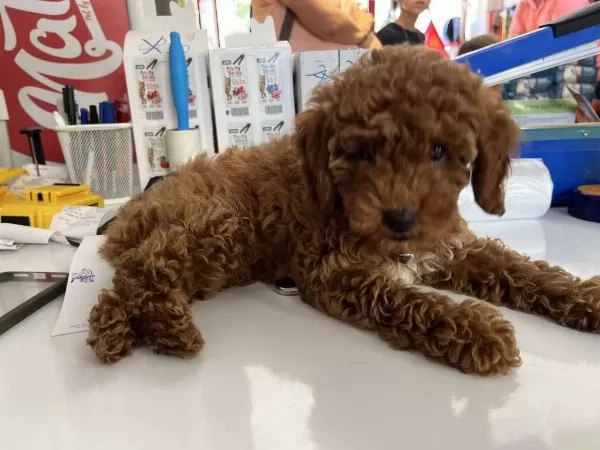 Saf Kan Hipoalerjenik Red Toy Poodle Yavrular