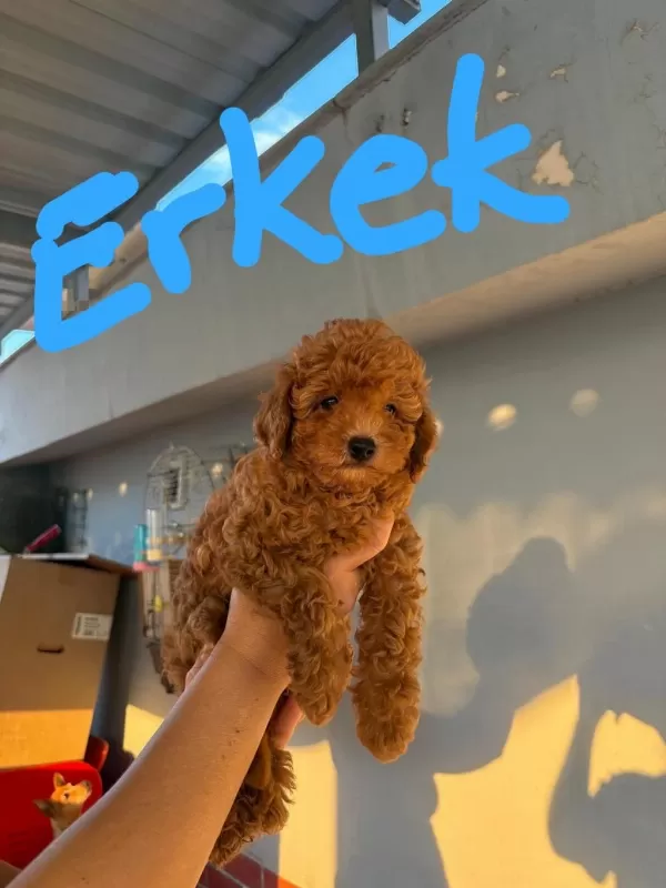 2 Dişi Ve 1 Erkek Toy Poodle Yavrular