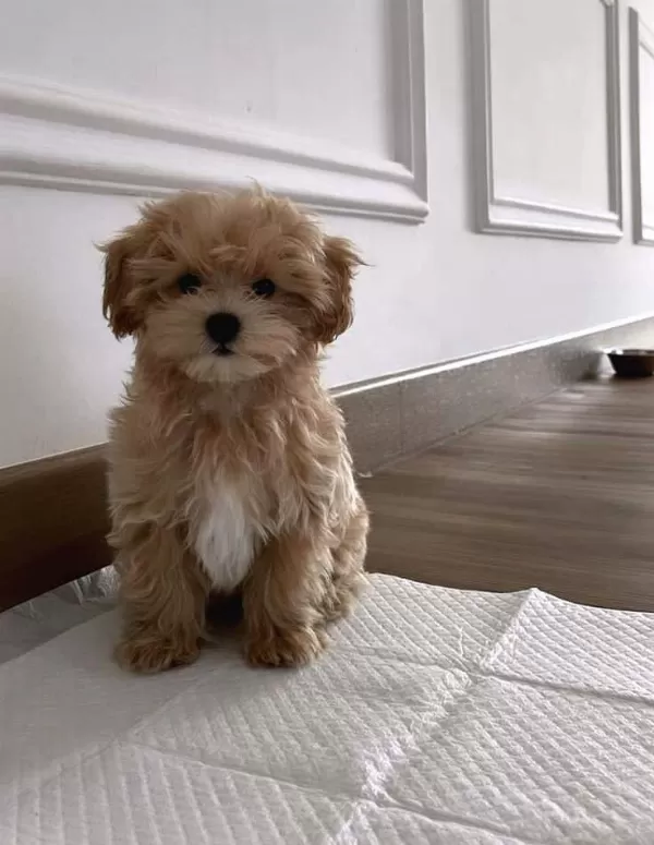 Maltipoo Erkek Xs Kilo Ve Sağlık Garantili