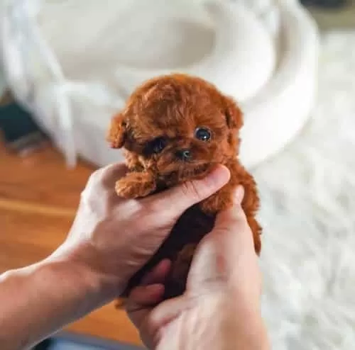 Orjinal Kore Kan Poodle