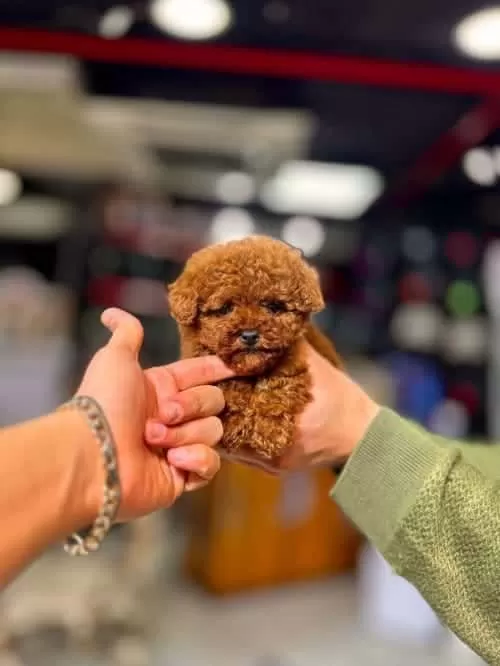 Teacup Red Brown Orjinal Toy Poodle