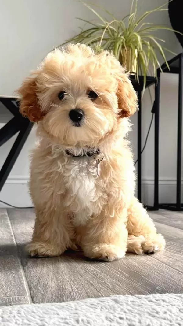 Maltipoo Erkek Xs Kilo Ve Sağlık Garantili