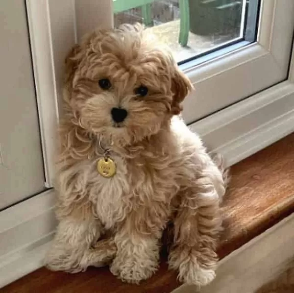 Maltipoo Erkek Xs Kilo Ve Sağlık Garantili