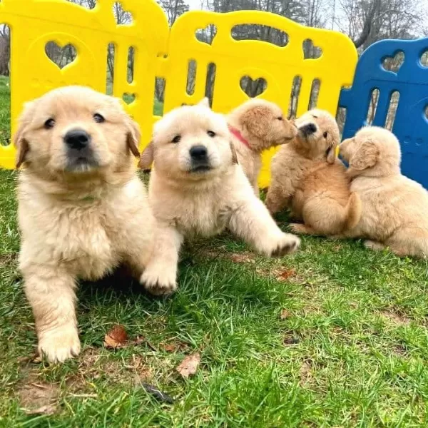 Orjinal Golden Retriever Yavruları