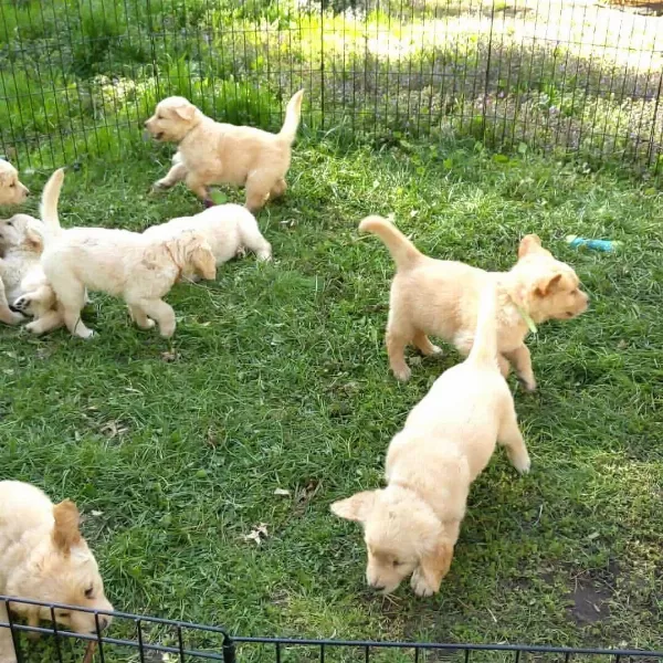 Orjinal Golden Retriever Yavruları