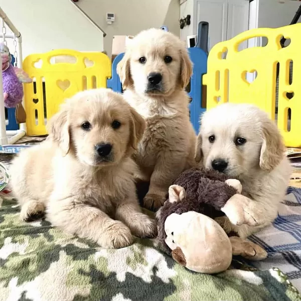 Orjinal Golden Retriever Yavruları