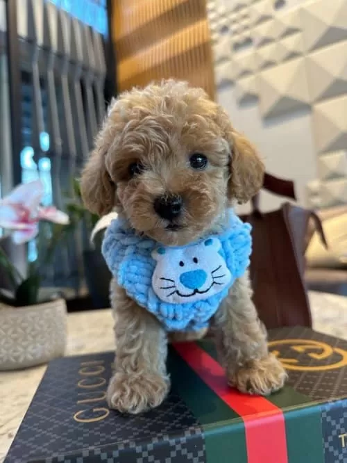 Kore Kanı Efsane Dark Red Brown Toy Poodle