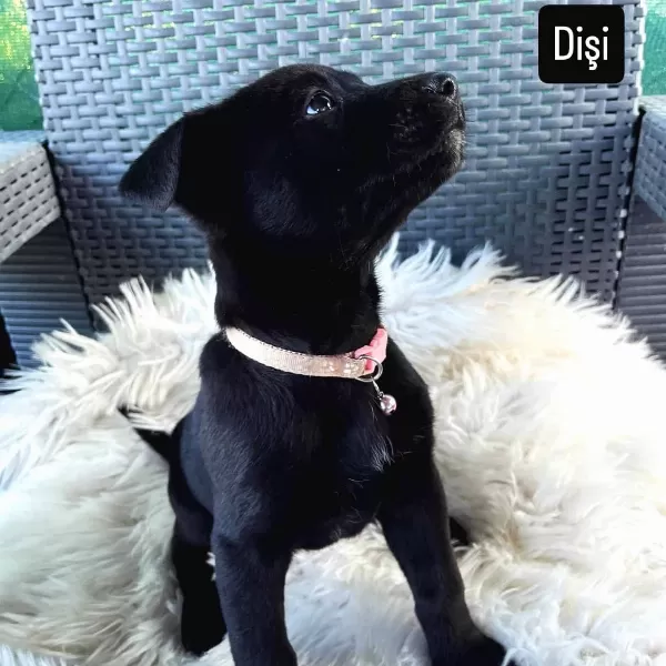 Dakik Eğitime Açık Malinois Belçika Kurdu