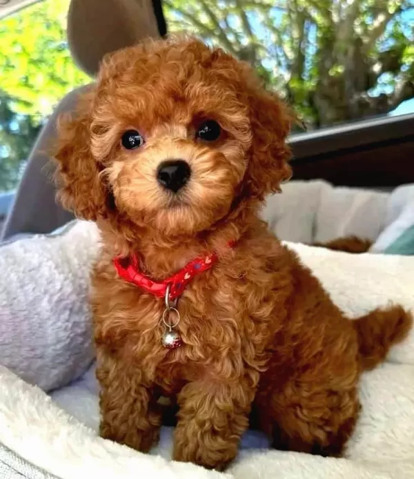 Maltipoo Erkek Xs Kilo Ve Sağlık Garantili