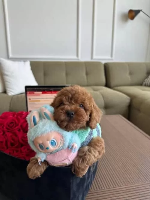 Irk Ve Sağlik Garantili Poddle Bebekler
