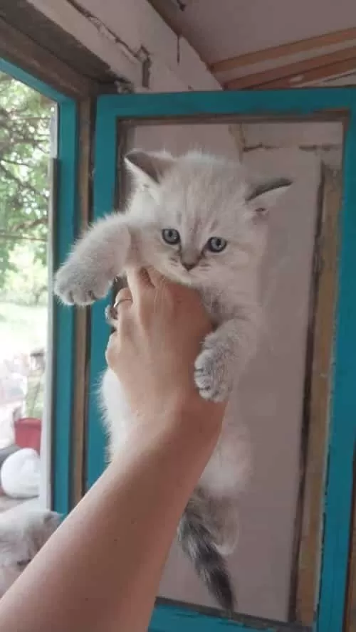 British Shorthair Yavrular
