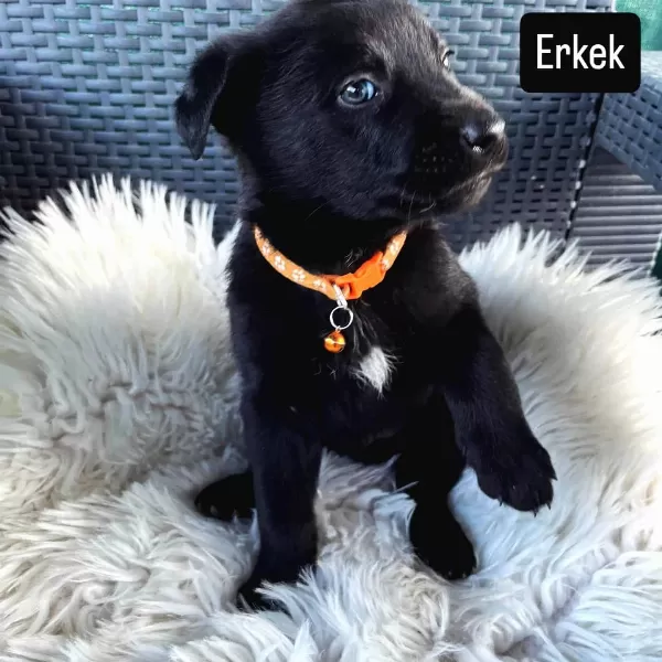 Dakik Eğitime Açık Malinois Belçika Kurdu