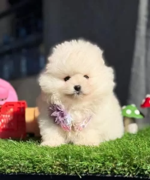 Irk Ve Sağlık Garantili Kusursuz Pomeranian Yavrular