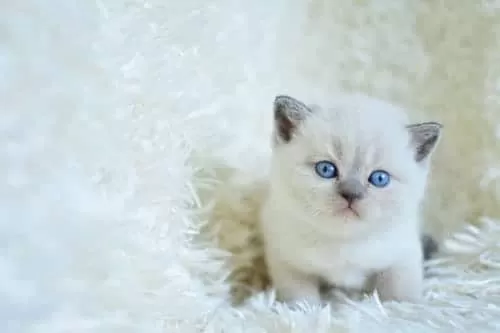 Muhteşem Blue Point British Shorthair