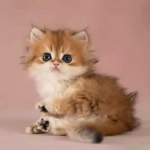 Kalite Golden British Longhair
