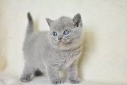 Küt Kafa Gri British Shorthair