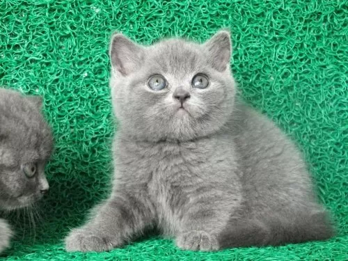 Gri Tüy Yumağı British Shorthair