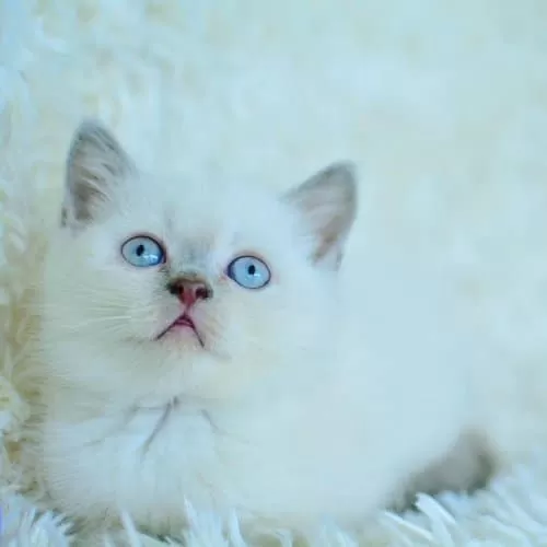 Harika Mavi Göz Blue Point British Shorthair