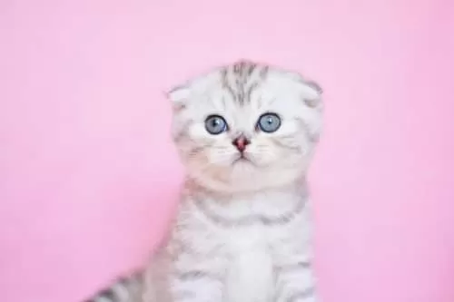 Asil Soydan Ns24 Scottish Fold Shorthair