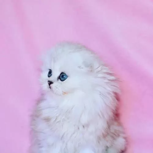 Beyaz Yumak Ns1133 Scottish Fold Longhair