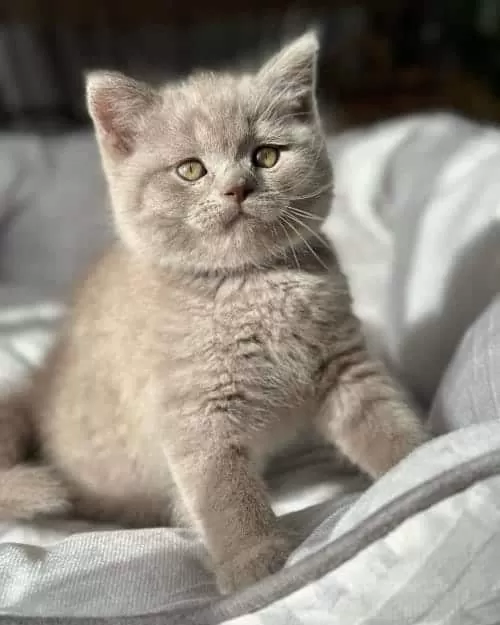 Aşırı Sevimli Lilac British Shorthair
