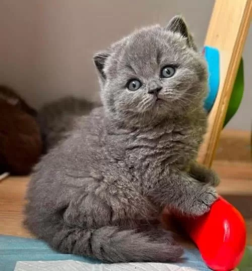 Yuvarlak Kafa Gri British Shorthair