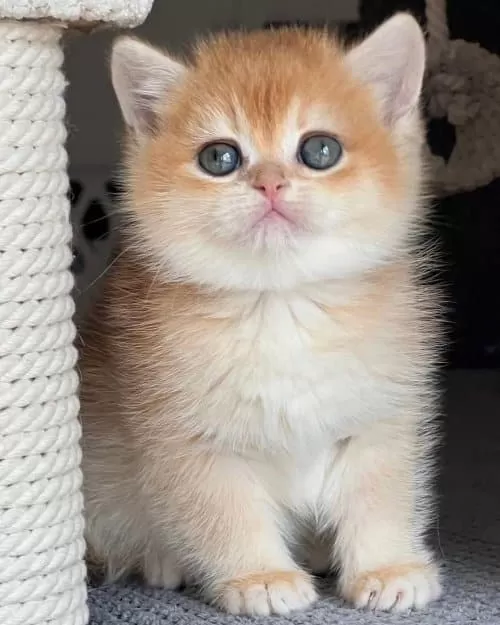 Türünün En Kalitelisi Golden Ny12 British Shorthair