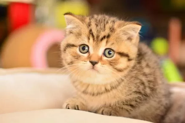 Ucretli Sahiplendirme Uysal British Shorthair