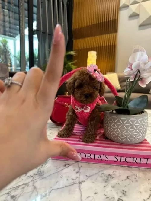 Güzeller Güzeli Micro Toy Poodle Yavrusu Sizi Bekliyor