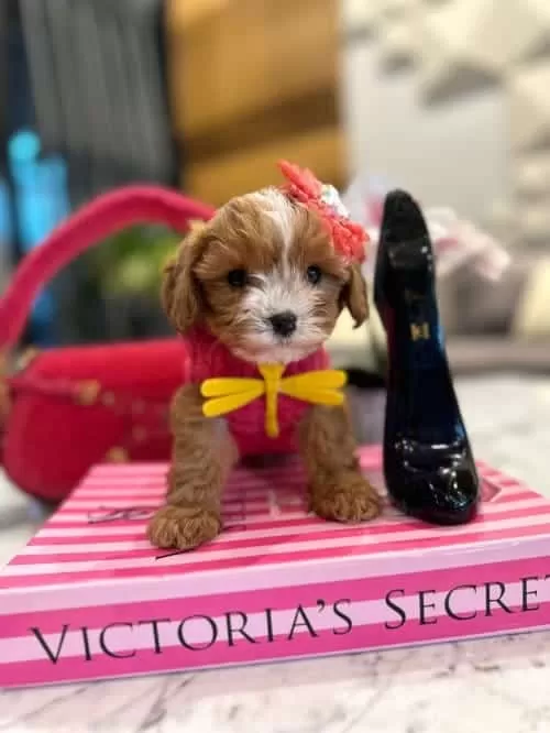 Sevimliliğin Zirvesi Secereli Micro Boy Maltipoo Yavrusu