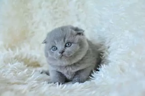 Muhteşem Top Kafa Gri Scottish Fold Yavrular