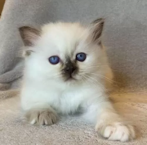 Fındık Burun Chocolate Point British Shorthair