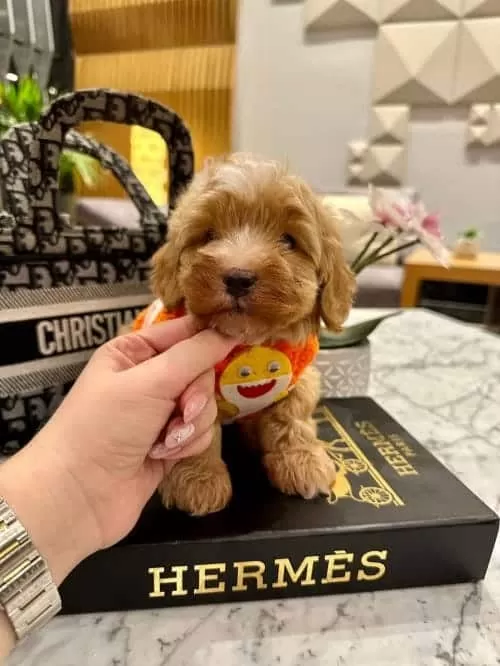 Pamuk Şeker Güzelliğinde Secereli Micro Boy Maltipoo