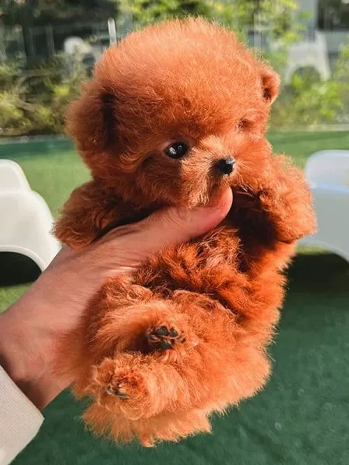 Ultra Premium Kore Toy Poodle Red Brown Renk Güzelliği