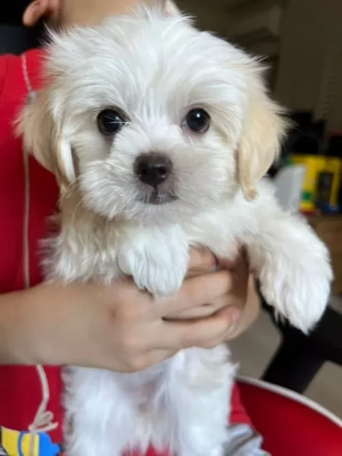 Meltese Terrier Cinsi Kopegimiz Çok Tatlı 2 Aylık