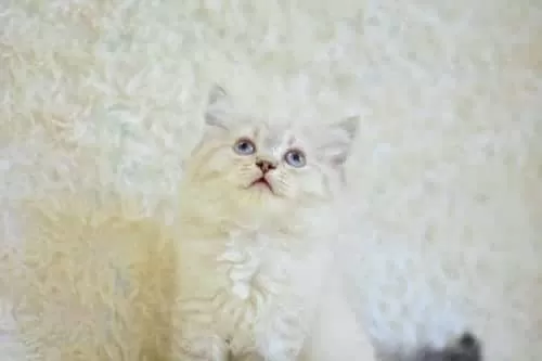 İngiliz Vaşak Lynx British Longhair