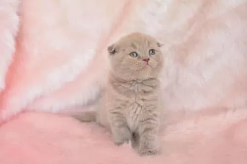 Top Kafa Lilac Scottish Fold Shorthair