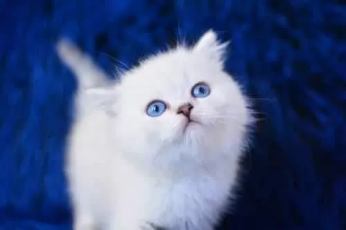 Üst Seviye Silver British Shorthair Yavrumuz Ns1133