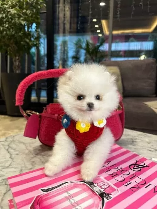 Kar Tanesi Güzelliğinde Secereli Beyaz Micro Pomeranian