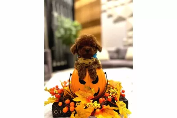 Secimli Toy Poodle Yavrular