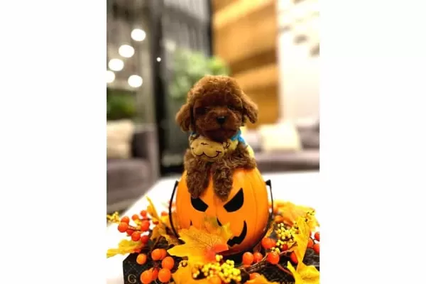 Secimli Toy Poodle Yavrular