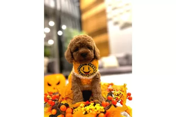 Secimli Toy Poodle Yavrular