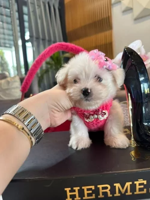 Sevimli Maltese Terrier Yeni Yuvalarına Gitmeye Hazırlar