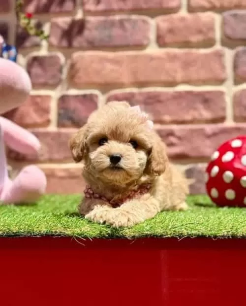 Alerji Dostu Tüy Sorunsuz Küçük Irk Maltipoo