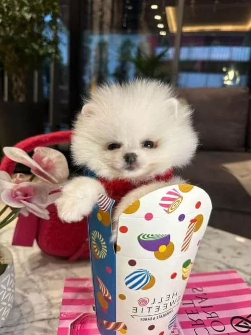 Kar Tanesi Güzelliğinde Secereli Beyaz Micro Pomeranian
