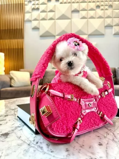 Sevimli Maltese Terrier Yeni Yuvalarına Gitmeye Hazırlar